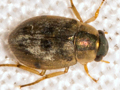 Berosus affinis
